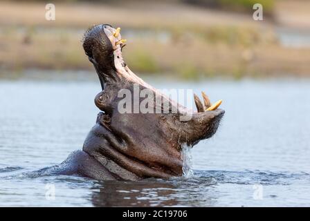 A closeup portrait of a hippo yawning with his mouth wide open in Chobe River Botswana Stock Photo