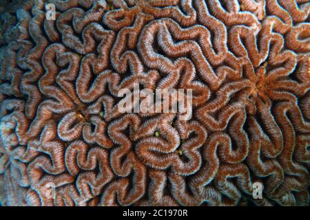 Detail of healthy brain coral colony underwater, Great Barrier Reef, Queensland, Australia Stock Photo