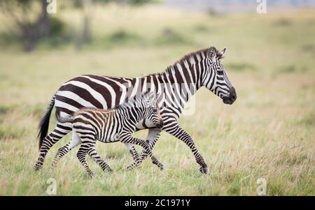 Zebra mother and baby zebra running side by side on grass in Masai Mara Kenya Stock Photo