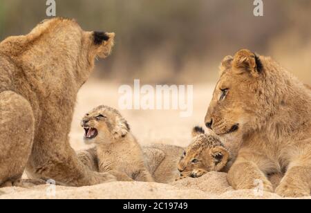 Two adult female lions and their baby lions resting in the sandy riverbed in Kruger Park South Africa Stock Photo