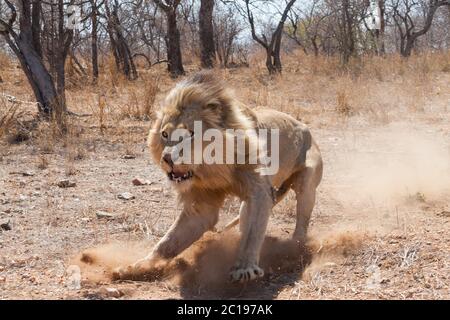Charging male lion displaying aggression in the winter dry season in Kruger Park South Africa
