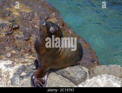 Enjoy life like sea lion in Galapagos Island Stock Photo