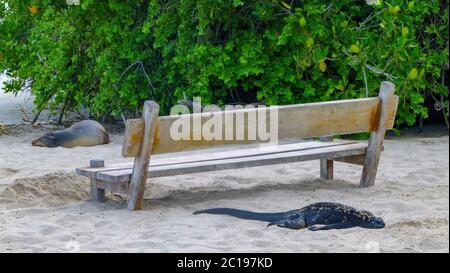 Sea lion and black iguana marina sleeping around a bench at sandy beach of Galapagos Islands, Ecuador. Stock Photo