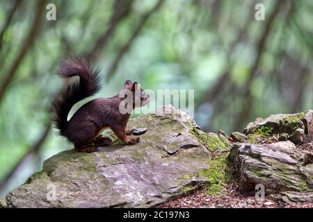 Red squirrel - Sciurus vulgaris Stock Photo