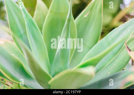 aloe vera best skin in world, aloe wild growing plant close view Stock - Alamy