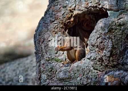 Red squirrel - Sciurus vulgaris Stock Photo