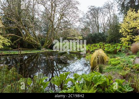 The Pond, with its Whale's Tale sculpture, Trewidden Garden, Penzance, Cornwall, UK Stock Photo