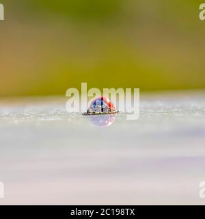 Close up of colorful small ladybug insect on white surface and blurry background Stock Photo