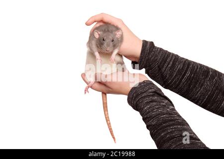 Hands of young woman with cute rat on white background Stock Photo
