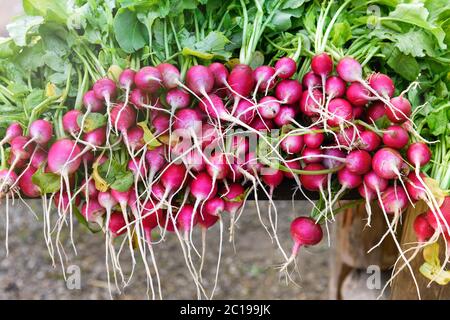 Bunches of freshly harvested radishes at market stacked on a table display for sale in close up with their green leaves