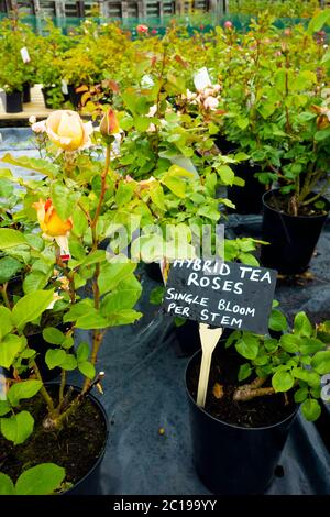 Hybrid Tea Rose plants with single flower on each stem in a garden centre Stock Photo