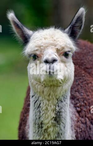 Alpaca - Vicugna pacos Stock Photo