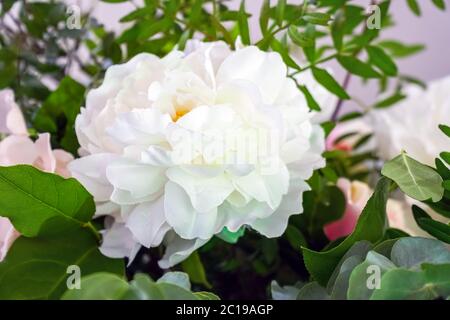 Artificial white flower Bud on a background of green leaves. Selective focus Stock Photo