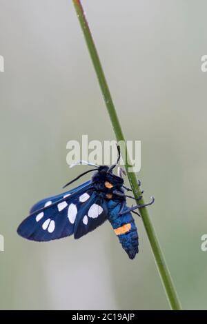 Nine-spotted moth - Amata phegea, beautiful colored moth from European meadows and woodlands, Pag island, Croatia. Stock Photo