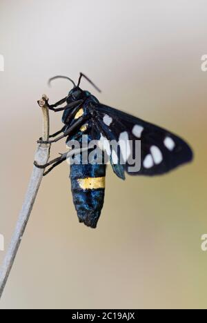 Nine-spotted moth - Amata phegea, beautiful colored moth from European meadows and woodlands, Pag island, Croatia. Stock Photo