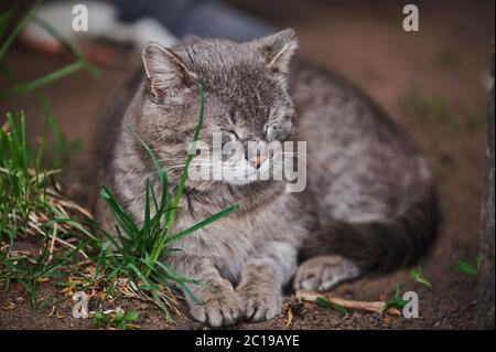 a grey cat with blue eyes is lying on the ground Stock Photo