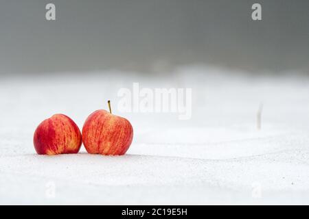 Two red apples on a white snow with fog in background Stock Photo