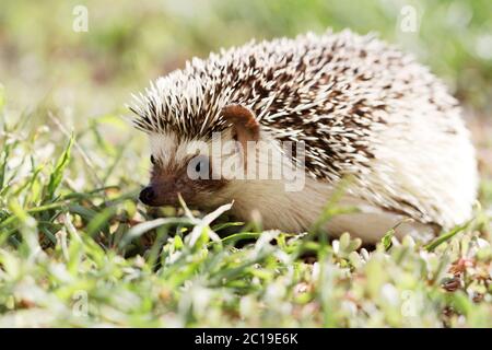 Hedgehog on green lawn in backyard Stock Photo