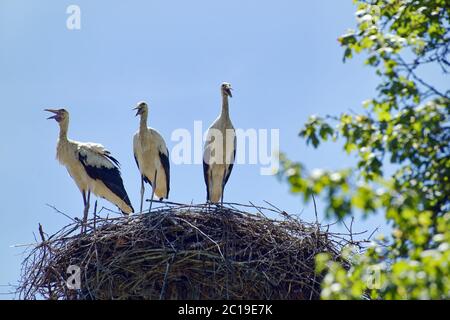 White storks - Ciconia ciconia Stock Photo