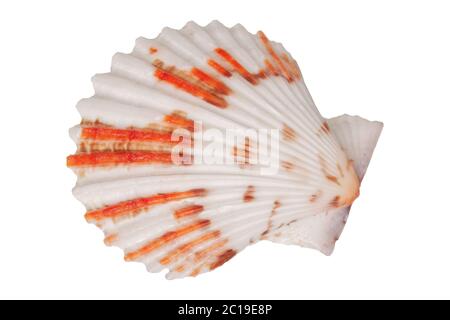 Sea shell isolated on a white background Stock Photo