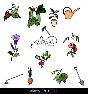 Isolated on white background set sadovoda- petunia, tomato, cucumber, onions, strawberries, hand-drawing, doodle, vector Stock Vector