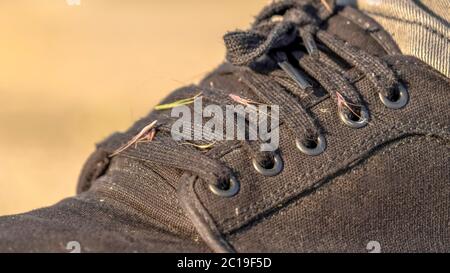 Panorama Hitchhiker grass weeds on the lace up black canvas sneaker shoes of a man Stock Photo