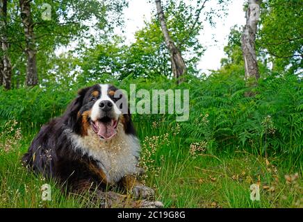 Large happy muddy Bernese Mountain Dog lying on the grass in the forest Stock Photo