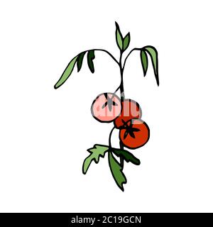 Isolated on white background picture tomatoes on a branch, hand-drawing, doodle, vector Stock Vector