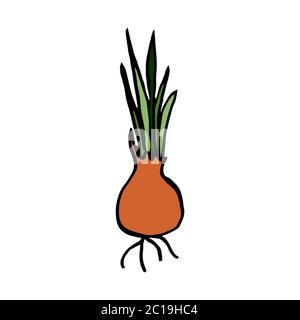 Isolated on white background picture onions with sprouts, hand-drawing, doodle, vector Stock Vector