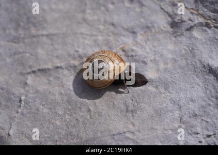 High resolution stone texture grey black white Stock Photo