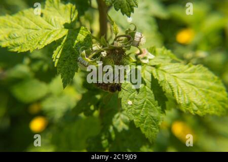 Bee on raspberry flower Stock Photo