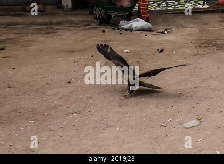 Eagle feeding, national entertainment in Harar, Ethiopia Stock Photo