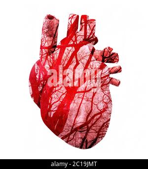 Digital art drawing of heart with vessels. 3d illustration Stock Photo