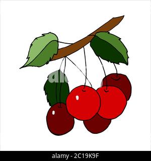 Isolated on white cherry Stock illustration, vector, Stock Vector