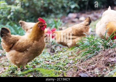 hen on ground Stock Photo