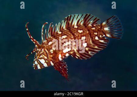 Rockmover wrasse (juvenile) - Novaculichthys taeniourus Stock Photo
