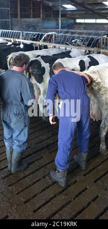 Veterinarian examines a cow rectally on pregnancy in a cowshed. The farmer notes the findings on a piece of paper Stock Photo