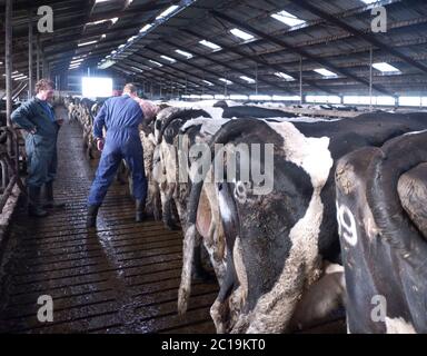 Veterinarian examines a cow rectally on pregnancy in a cowshed. The farmer is watching Stock Photo