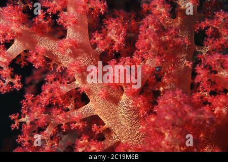 Soft Coral - Dendronephthya sp. Stock Photo