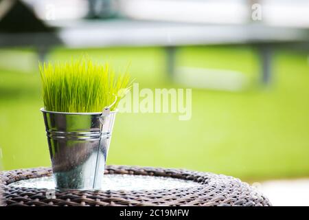 organic grass in pot on the coffee table. Stock Photo
