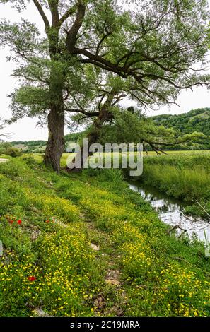 the Zittola stream flows through the meadows of the Montenero peat bog. Montenero Valcocchiara, Molise region, Italy, Erurope Stock Photo