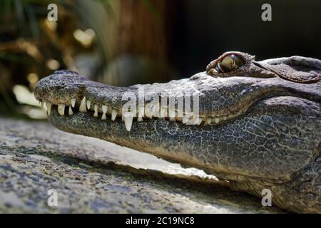 Philippine crocodile - Crocodylus mindorensis Stock Photo