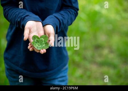 Child hands holding lucky four leaf clover. Boy have many four leaf clovers in his hands outdoors Stock Photo