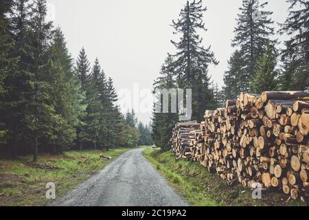 Log trunks pile by a road in forest on a foggy rainy day, color toning applied. Stock Photo