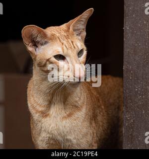 ginger red tabby oriental shorthair cat Stock Photo
