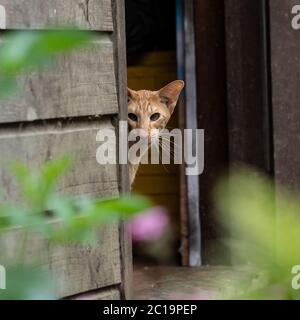 ginger red tabby oriental shorthair cat Stock Photo