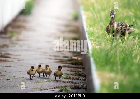 Duesseldorf, Germany. 15th June, 2020. A duck takes its chicks out for a walk in downtown Düsseldorf. Credit: Federico Gambarini/dpa/Alamy Live News Stock Photo