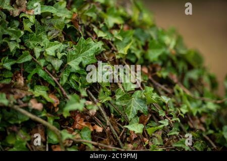 ivy plant Stock Photo