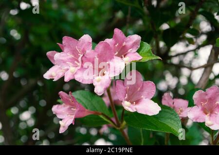 Weigela pink flowers blooming,spring time. Botanical background. Stock Photo
