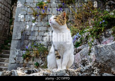 Fluffy red and white cat, street cat sits relaxed on the stones of the fortress of Kotor. Clear weather, the animal enjoys. Shallow depths of the fiel Stock Photo